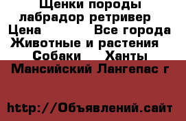 Щенки породы лабрадор ретривер › Цена ­ 8 000 - Все города Животные и растения » Собаки   . Ханты-Мансийский,Лангепас г.